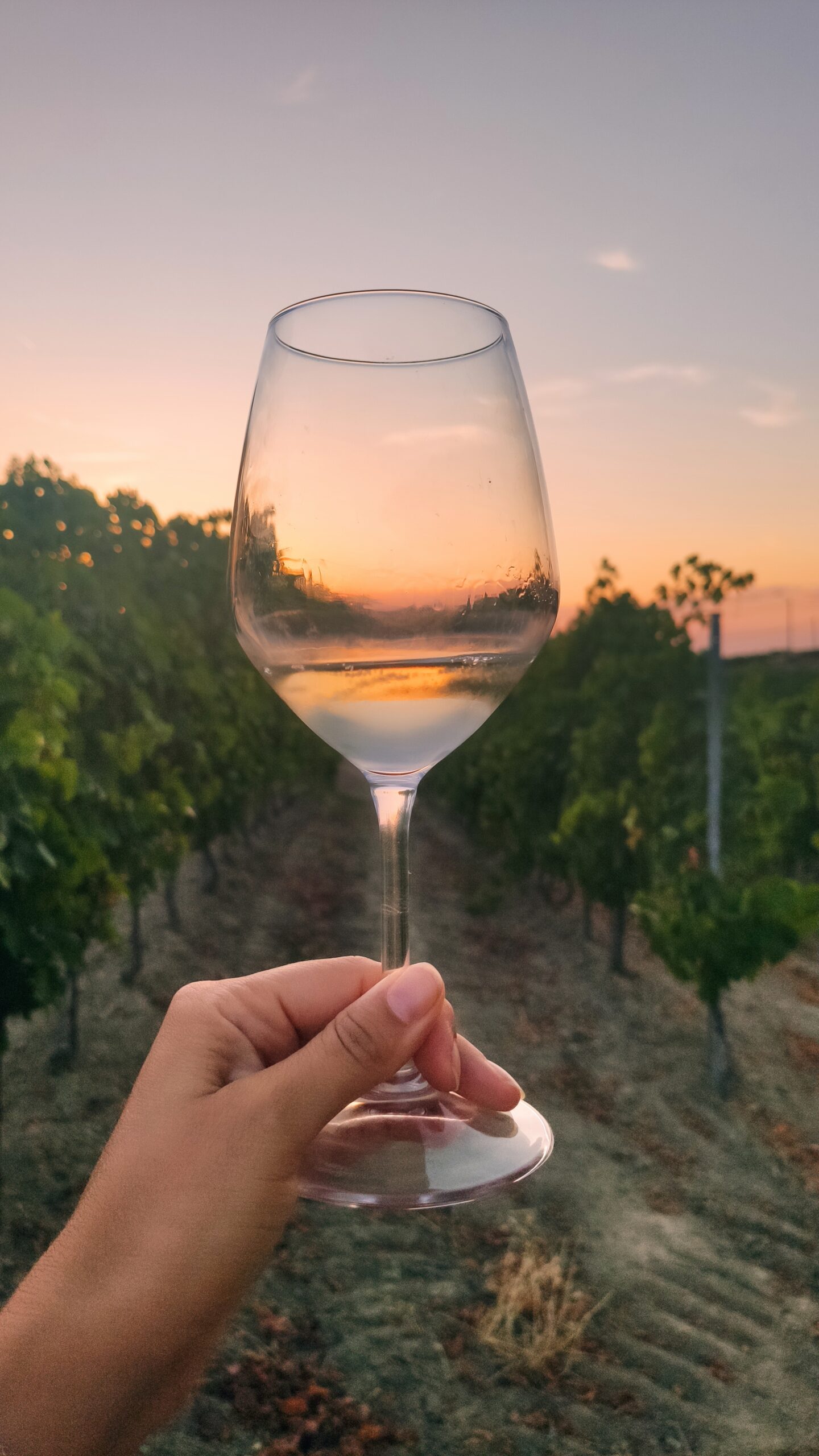 vino rosè rosato differenze guida abbinamenti