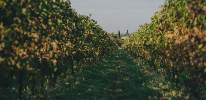 julia prestia venturini baldini lambrusco