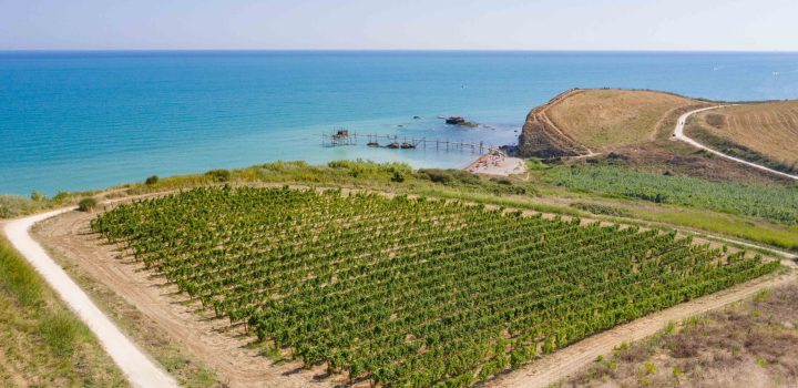 fantini vini vigneti abruzzo