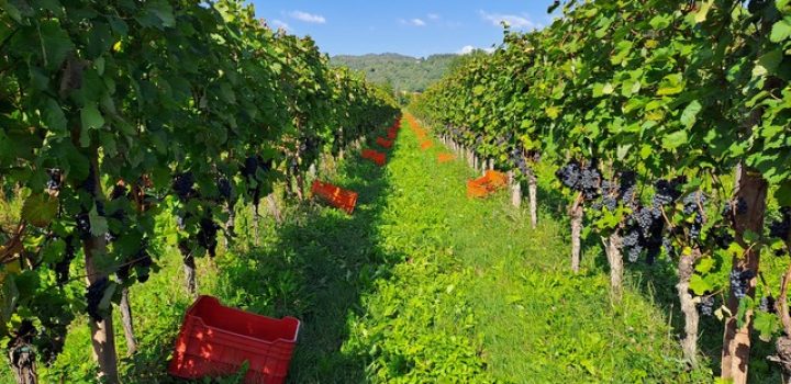 francesca mecchia vigna petrussa friuli